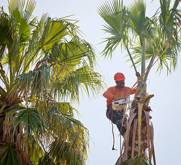 Trusted Perry, LA Tree Service Experts